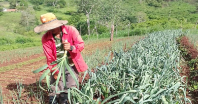 CLAP Productivo de Piar atenderá a 520 familias con cosechas agrourbanas