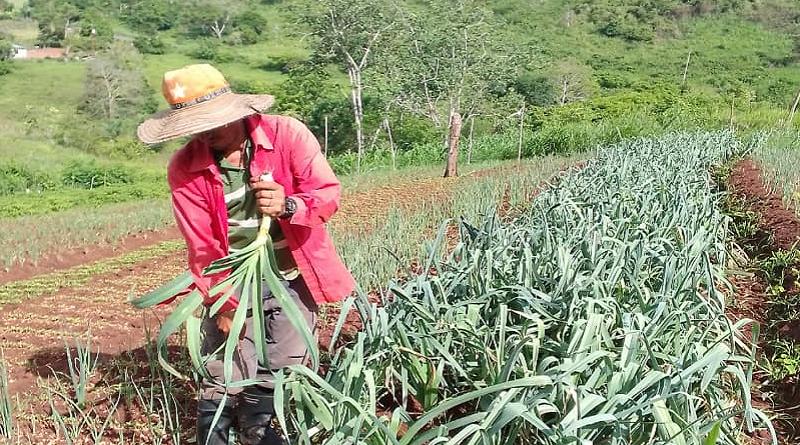CLAP Productivo de Piar atenderá a 520 familias con cosechas agrourbanas