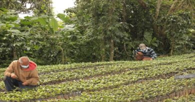 Activas más de 600 hectáreas de cultivo de café en Miranda﻿