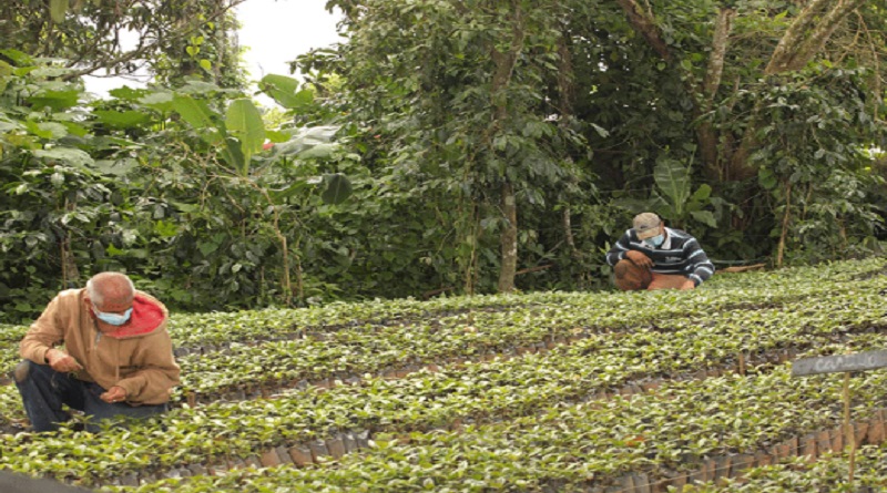 Activas más de 600 hectáreas de cultivo de café en Miranda﻿