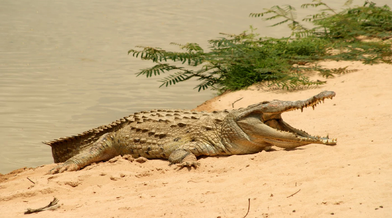 Jefe de Estado instruye preservar especies en peligro de extinción