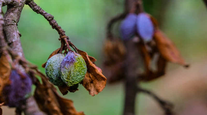 Estos son los beneficios de consumir frutas deshidratadas
