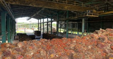 Impulsan producción de palma aceitera africana en el estado Zulia