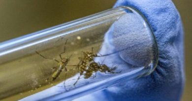 Rusia denuncia que EE. UU. intenta crear insectos portadores de virus patógenos