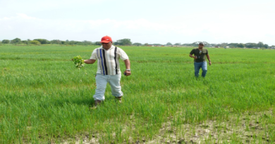 Desarrollan mesas de trabajo en Barinas para fortalecer producción en la entidad