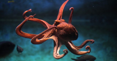 Investigación revela que los pulpos sueñan igual que los humanos