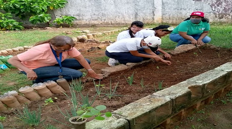 Jornada de siembra de plántulas de ají impulsa producción en Anzoátegui