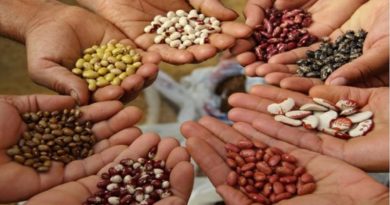 Preservan semillas autóctonas de alimentos para impulsar la producción en Galipán