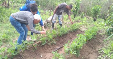 Supervisan ensemillamiento de siembra de papa María Bonita en Anzoátegui