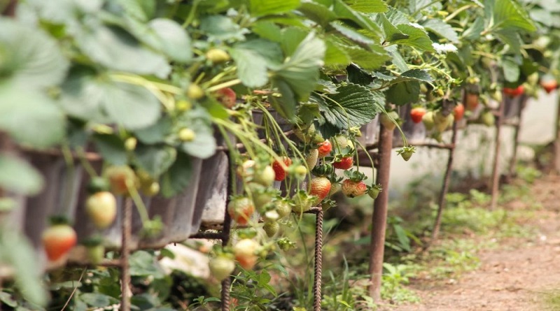 Inician atención a productores registrados en Censo Agropecuario Miranda 2023