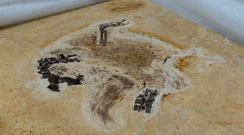 Brasil logra repatriación de fósil dinosaurio emplumado de 115 millones de años