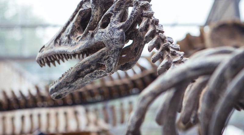 Descubren una especie de dinosaurio desconocida en China