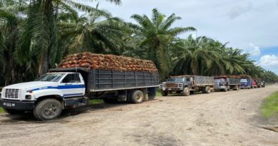 Productores de palma aceitera desarrollan producción con total normalidad