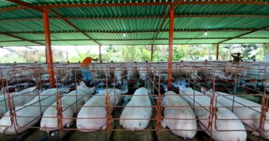Amazonas se proyecta como primera productora de cerdo del sur de Venezuela