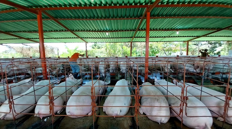 Amazonas se proyecta como primera productora de cerdo del sur de Venezuela