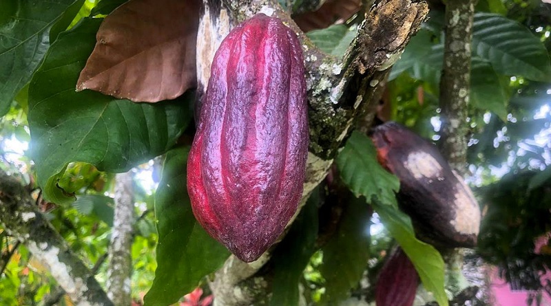 Comuna aragüeña preserva cultivos de cacao ancestral