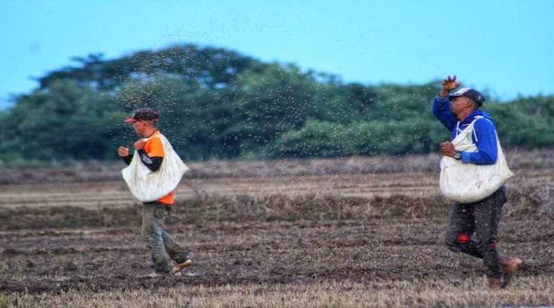 Estiman que Ciclo Invierno 2023 alcance una producción de 300 mil hectáreas en Guárico