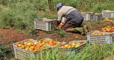 Yaracuy avanza en la producción agrícola de alimentos
