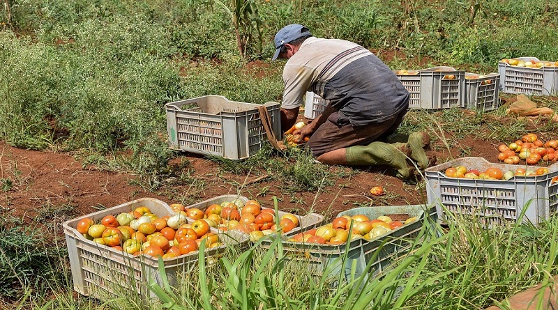 Yaracuy avanza en la producción agrícola de alimentos