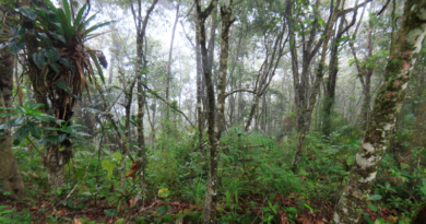 Cambio climático afecta bosque nuboso del IVIC