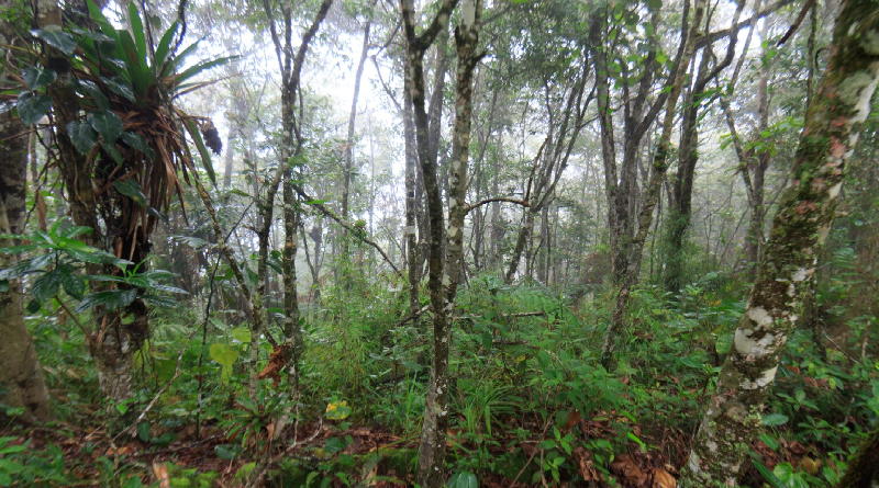 Cambio climático afecta bosque nuboso del IVIC