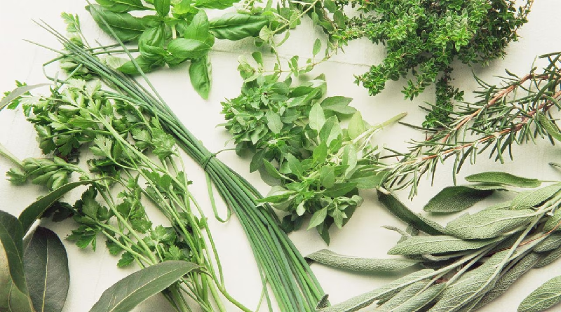 El cilantro limpia la sangre de forma natural