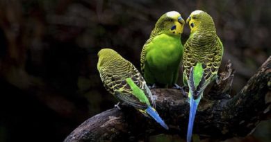 Investigaciones demuestran impacto en aves por Cambio Climático