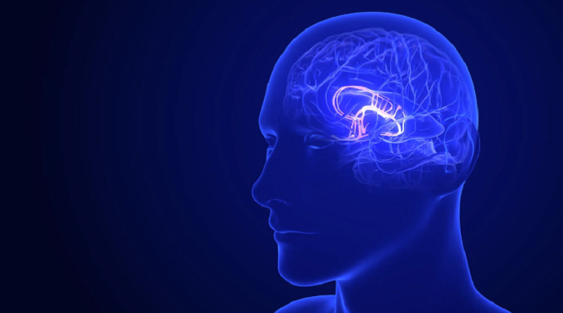 Investigadores realizan estudio consumo de alimentos que afectan el cerebro