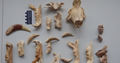 Descubren nuevas especies de tigre dientes de sable en Sudáfrica
