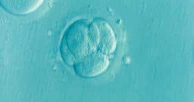 Proponen editar genes de embriones humanos para ayudar a combatir el Alzheimer