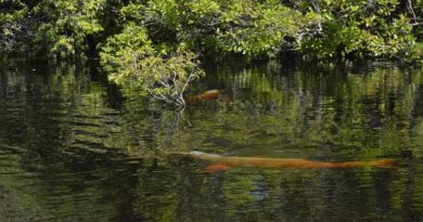 Investigadores escuchan a los delfines del Amazonas para salvarlos de la extinción