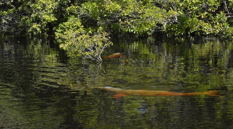 Investigadores escuchan a los delfines del Amazonas para salvarlos de la extinción