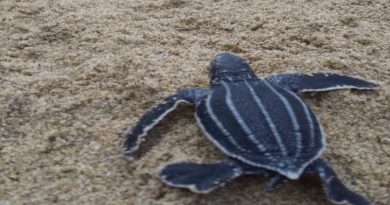 Programa "Una Estrella de Mar" impulsa proyecto de conservación de las tortugas marinas