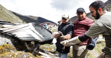 Activan proyecto para reproducción y conservación del cóndor andino