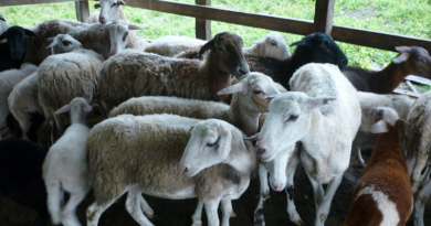 Cavidoc exhorta unión de sectores productores para lograr masificación de ganadería