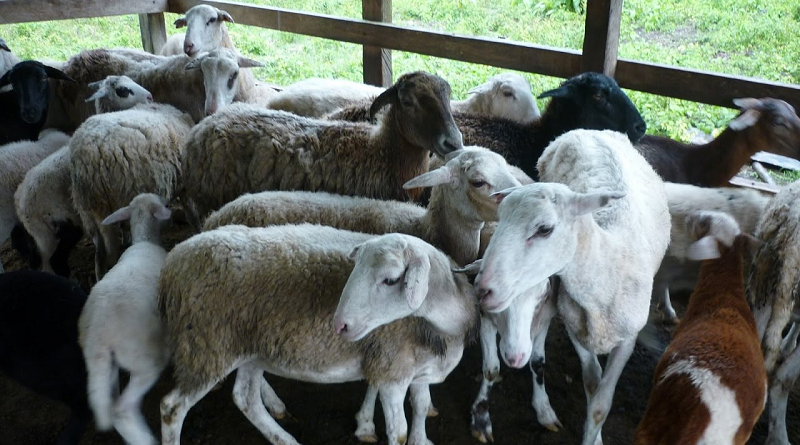 Cavidoc exhorta unión de sectores productores para lograr masificación de ganadería