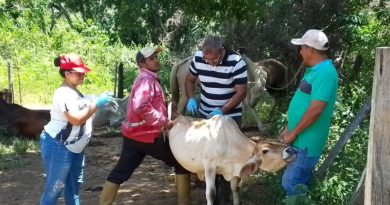 Avanza identificación y muestreo del gusano barrenador del ganado en Zulia