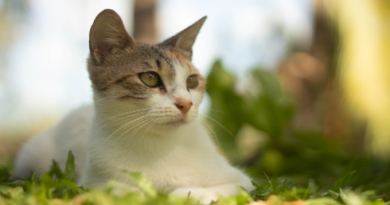 OMS alerta sobre muerte de gatos infectados con gripe aviar en Polonia