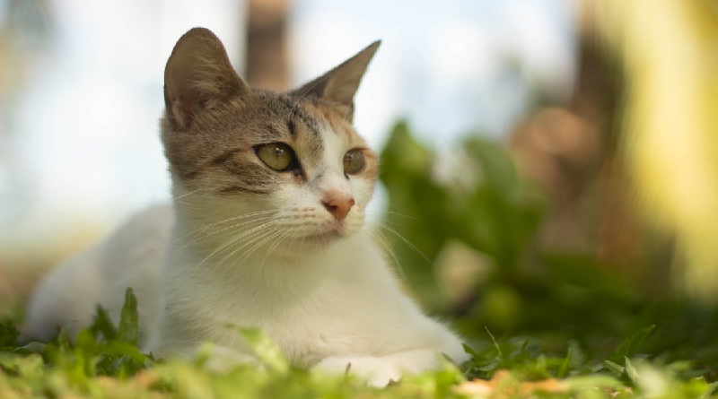 OMS alerta sobre muerte de gatos infectados con gripe aviar en Polonia