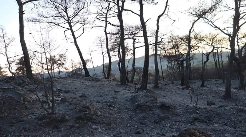 Controlan incendios forestales en Siria