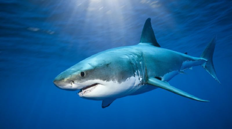 Los tiburones son millones de años más viejos que los dinosaurios