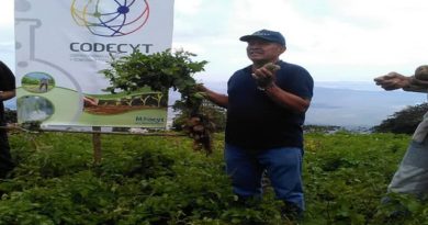 Avanza producción de semillas de papa en el estado Falcón
