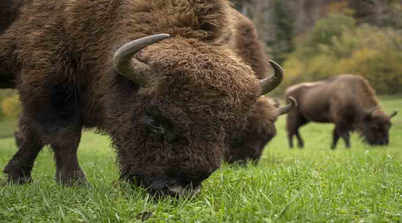bisonte