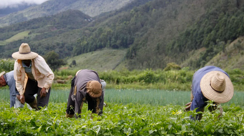 Prácticas agrícolas ecológicas promueven Comuneros de Trujillo