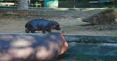 Celebran nacimiento de un bebe hipopótamo en Parque Zoológico Bararida de Lara