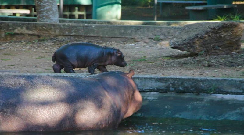 Celebran nacimiento de un bebe hipopótamo en Parque Zoológico Bararida de Lara