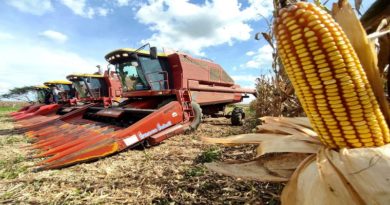 Venezuela siembra 360 mil hectáreas de cereales que representa 47.99% de producción