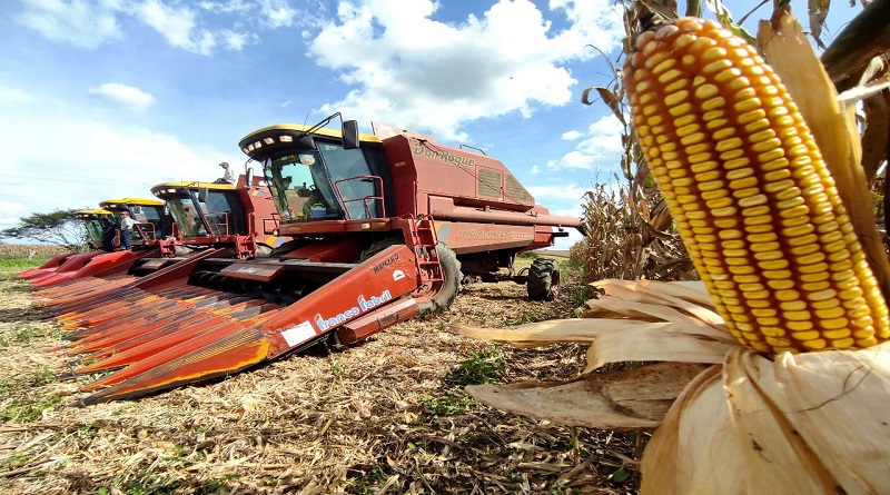 Venezuela siembra 360 mil hectáreas de cereales que representa 47.99% de producción