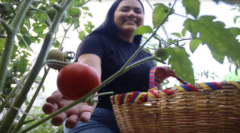 Inicia cosecha de tomates en casa de cultivo en Caracas