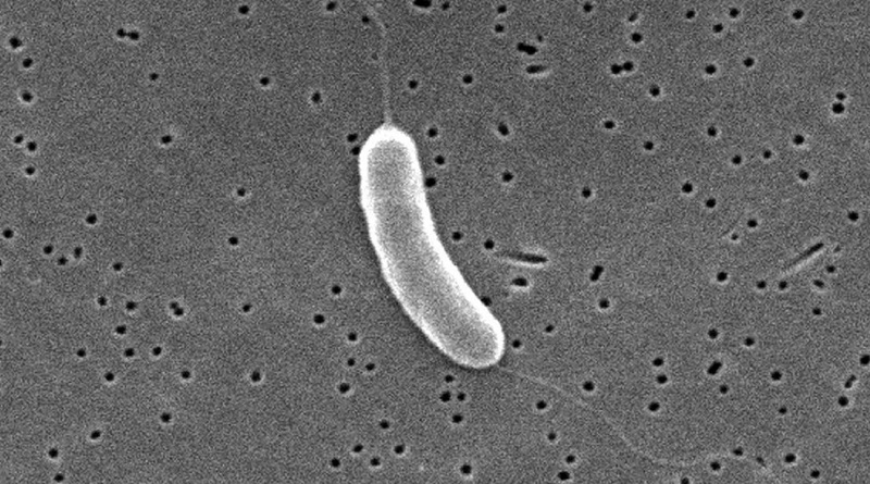Más de cinco personas fallecen por bacteria «Vibrio Vulnificus» en Estados Unidos